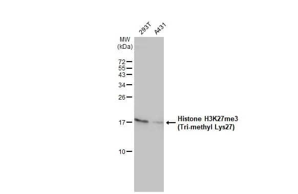 Histone H3 [Trimethyl Lys27] Antibody
