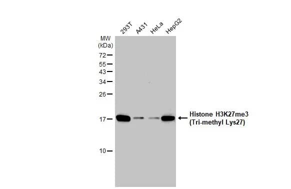 Histone H3 [Trimethyl Lys27] Antibody