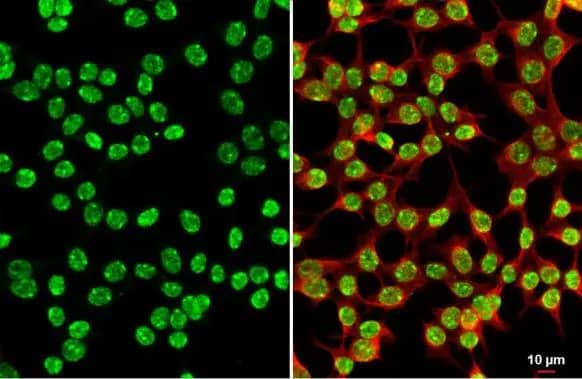 Histone H3 [Trimethyl Lys27] Antibody