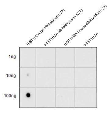 Histone H3 [Trimethyl Lys27] Antibody