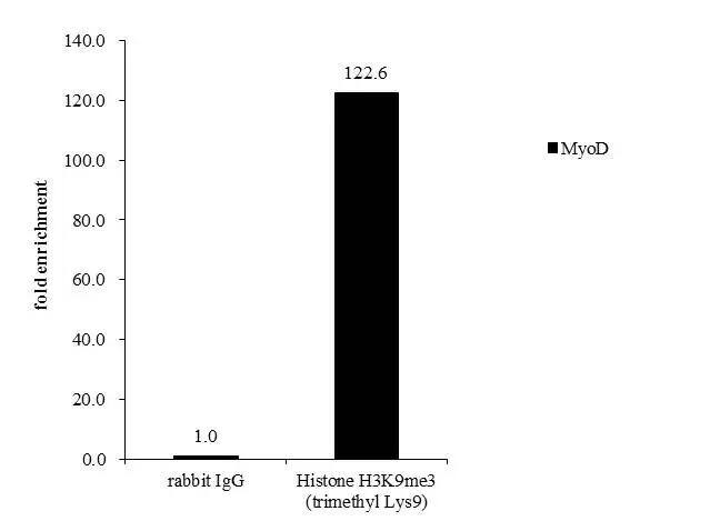 HIST1H3A Antibody