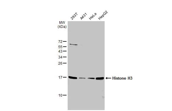 HIST1H3A Antibody