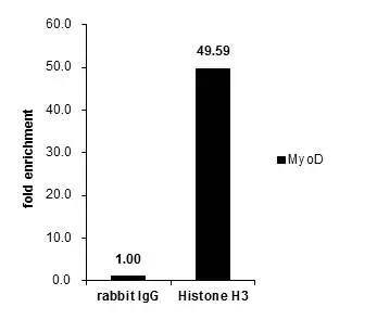 HIST1H3A Antibody