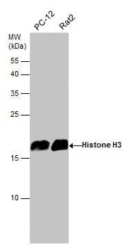 HIST1H3A Antibody
