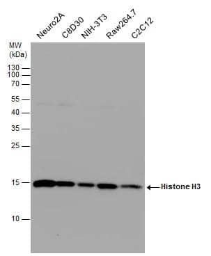 HIST1H3A Antibody
