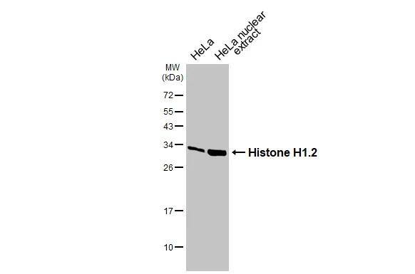 Histone H1.2 Antibody - BSA Free