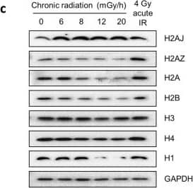 Histone H4 [ac Lys12, ac Lys16, ac Lys8, ac Lys5] Antibody