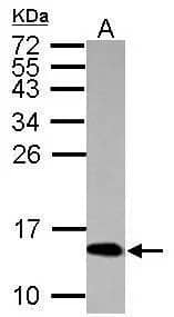 Histone H4 [ac Lys12, ac Lys16, ac Lys8, ac Lys5] Antibody