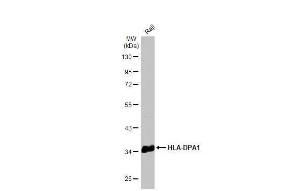 HLA DPA Antibody