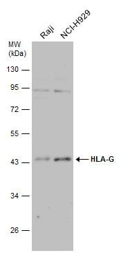 HLA G Antibody - BSA Free