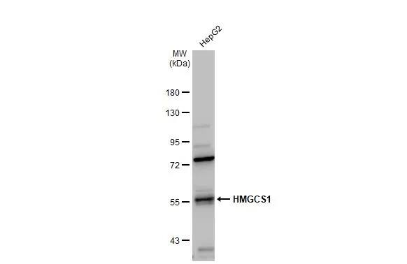 HMGCS1 Antibody