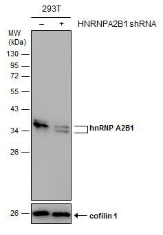 hnRNP A2B1 Antibody - BSA Free
