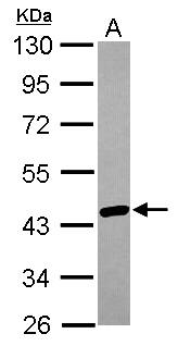 hnRNP AB Antibody