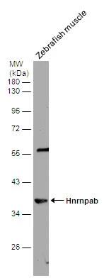 hnRNP AB Antibody