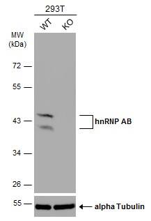 hnRNP AB Antibody