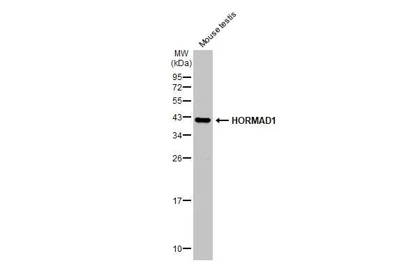 HORMAD1 Antibody