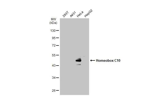 HOXC10 Antibody