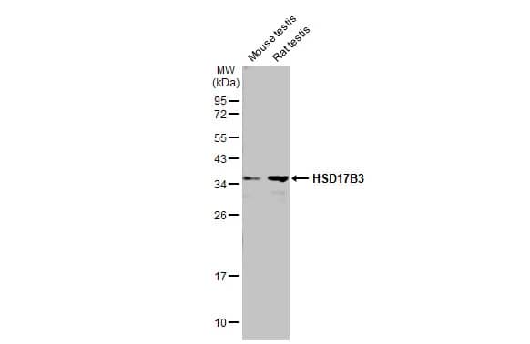 HSD17B3 Antibody