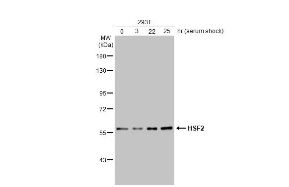 HSF2 Antibody