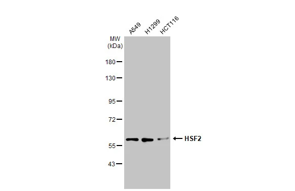 HSF2 Antibody