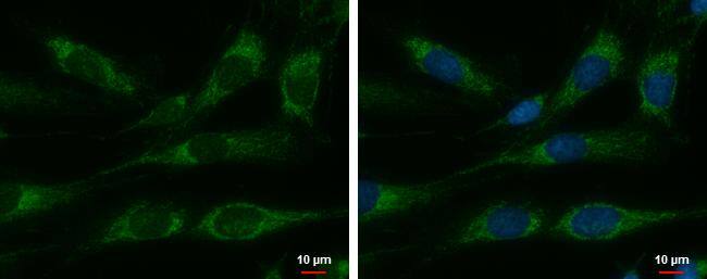 HSP10/EPF Antibody - BSA Free