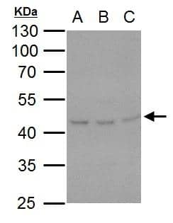 Hsp47 Antibody - BSA Free
