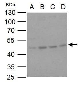 Hsp47 Antibody - BSA Free