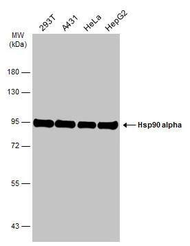 HSP90 alpha Antibody