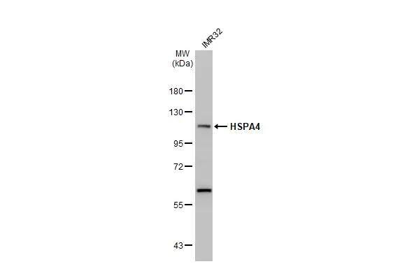 HspA4 Antibody