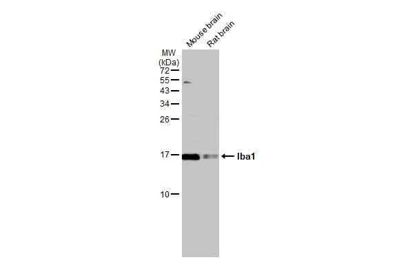 AIF-1/Iba1 Antibody