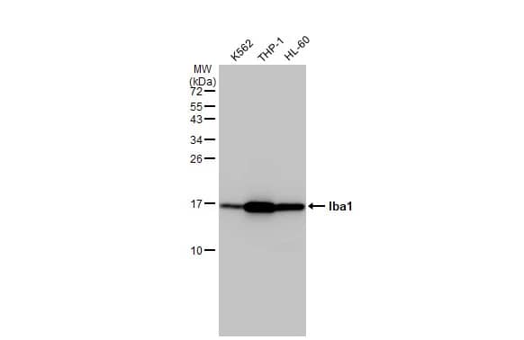 AIF-1/Iba1 Antibody