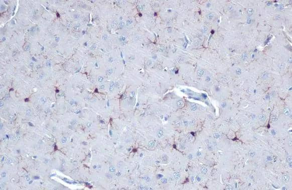 AIF-1/Iba1 Antibody