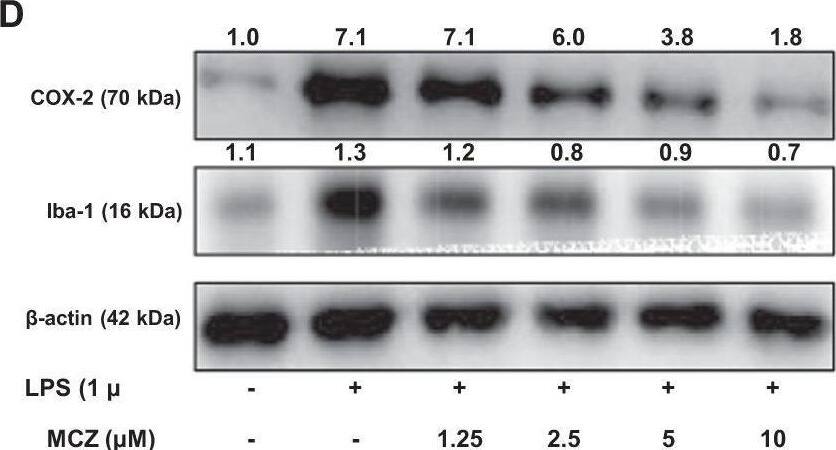 AIF-1/Iba1 Antibody