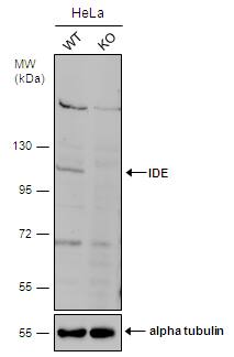 Insulysin/IDE Antibody