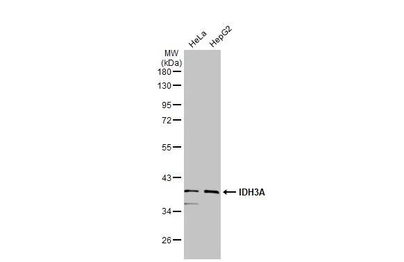 IDH3A Antibody