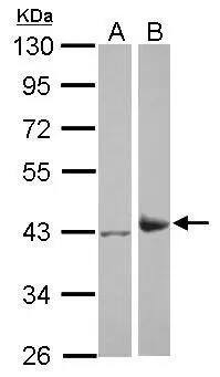 IDH3A Antibody