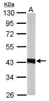 IDH3A Antibody - BSA Free