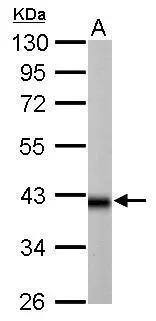IDH3A Antibody - BSA Free