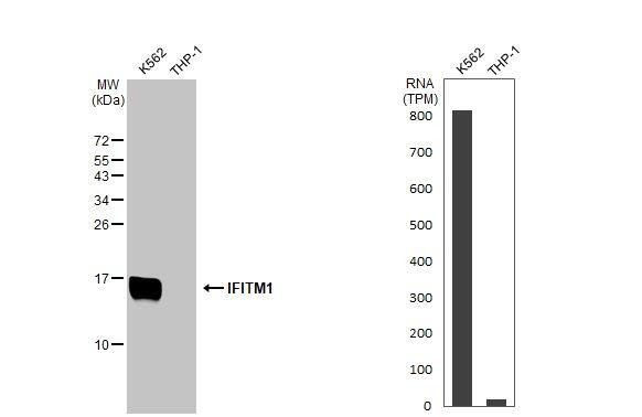 IFITM1 Antibody
