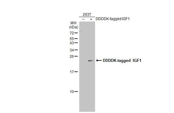 IGF-I/IGF-1 Antibody - BSA Free