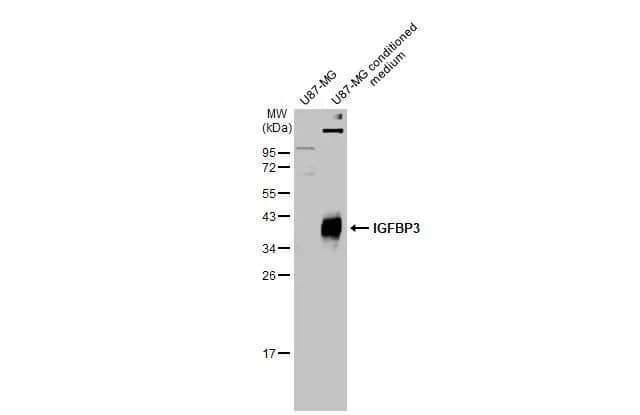 IGFBP-3 Antibody