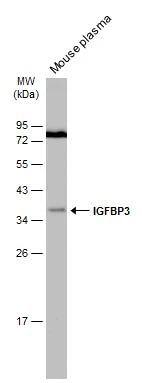 IGFBP-3 Antibody
