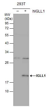 Lambda5/IGLL1 Antibody