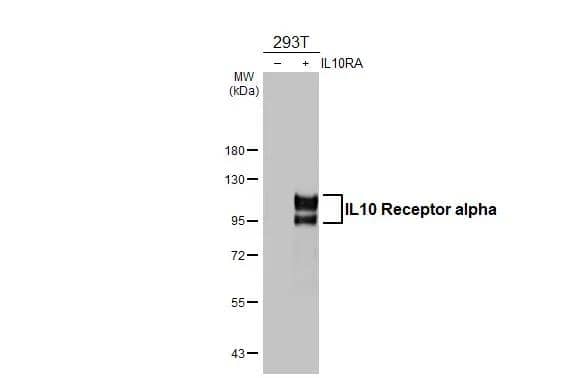 IL-10R alpha Antibody - BSA Free