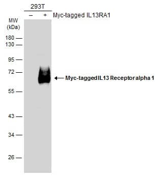 IL-13R alpha 1 Antibody