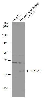 IL-1 RAcP/IL-1 R3 Antibody