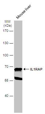 IL-1 RAcP/IL-1 R3 Antibody