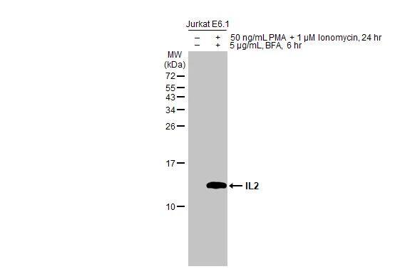 IL-2 Antibody - BSA Free