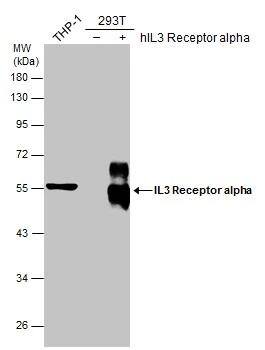 IL-3R alpha/CD123 Antibody - BSA Free