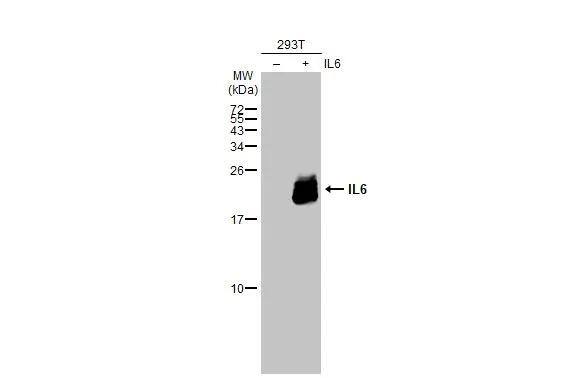 IL-6 Antibody - BSA Free